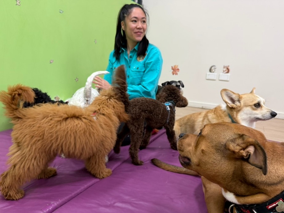 Daycare: Full-Day • Under 15kg