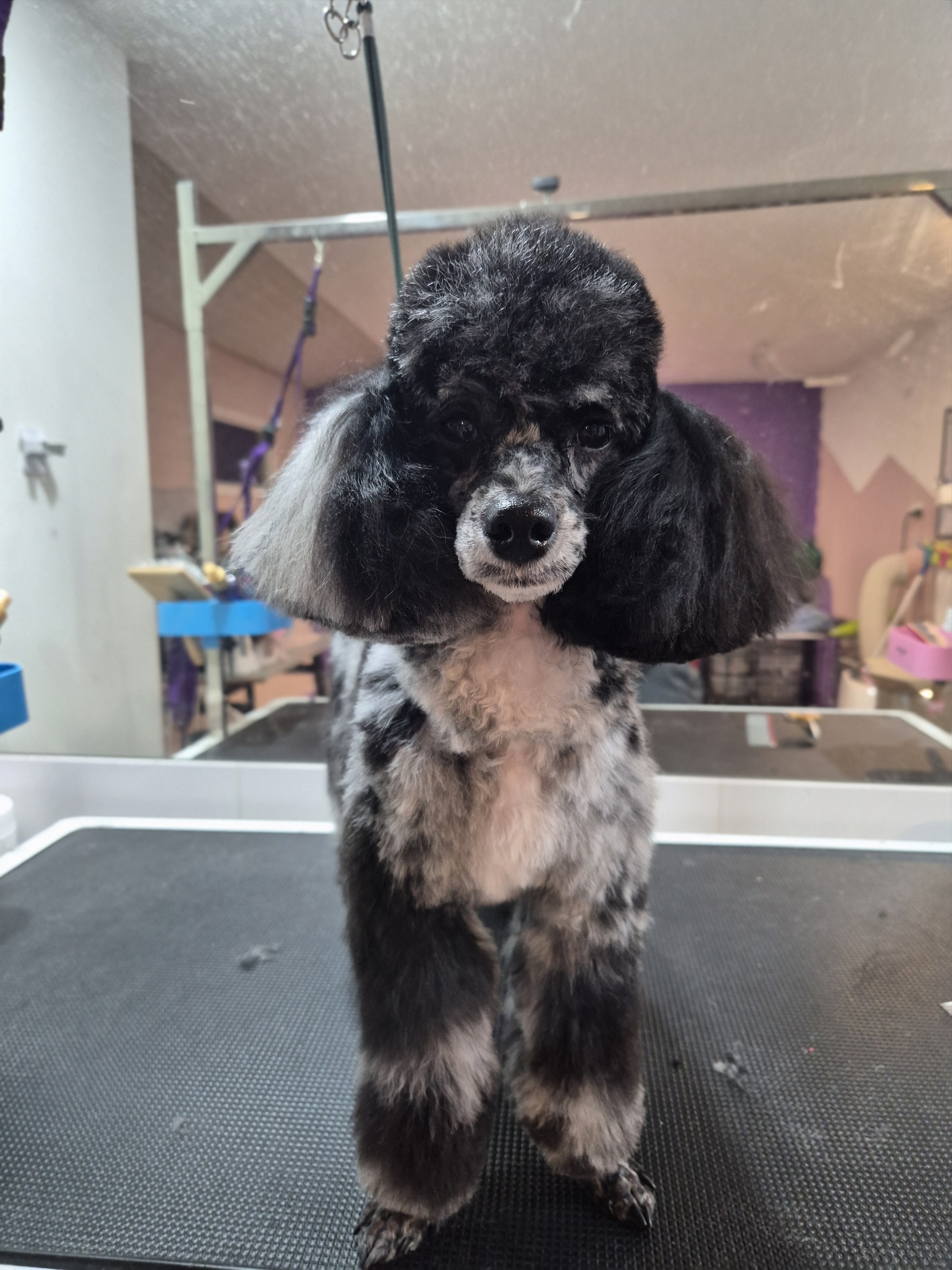 Mini Groom - Large (12-24.9kg)