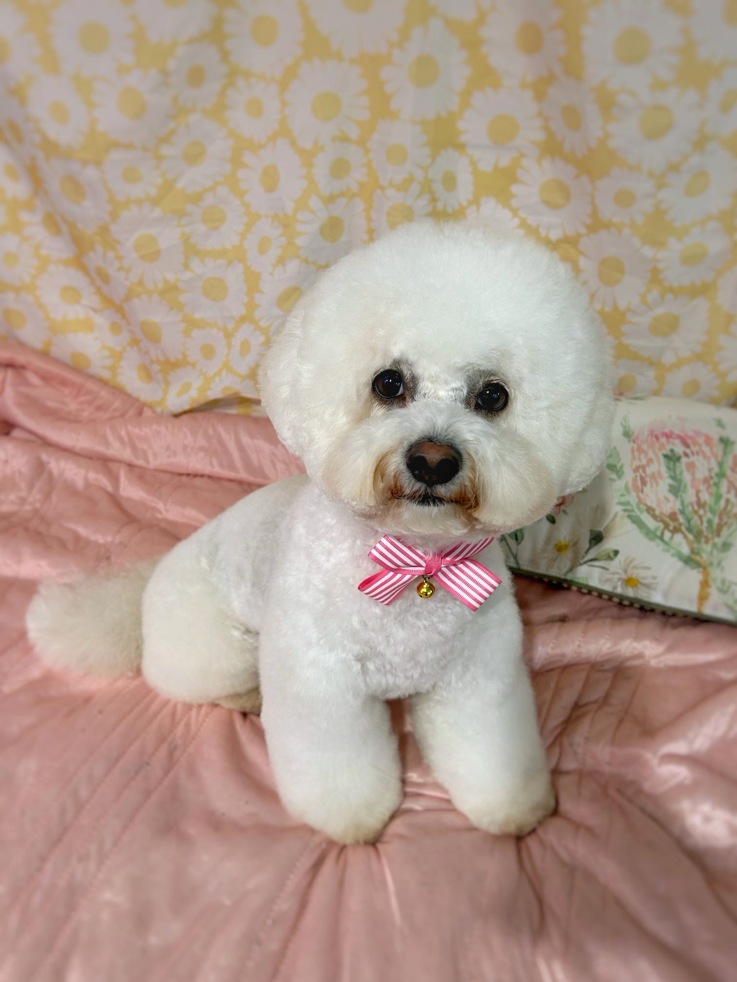 Style Groom - Medium (7-11.9kg)