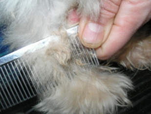 Extra Coat Maintenance / Matting (Per 15 mins)