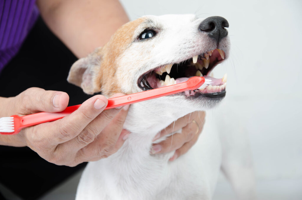 Fresh Breath Treatment (Teeth brushing)