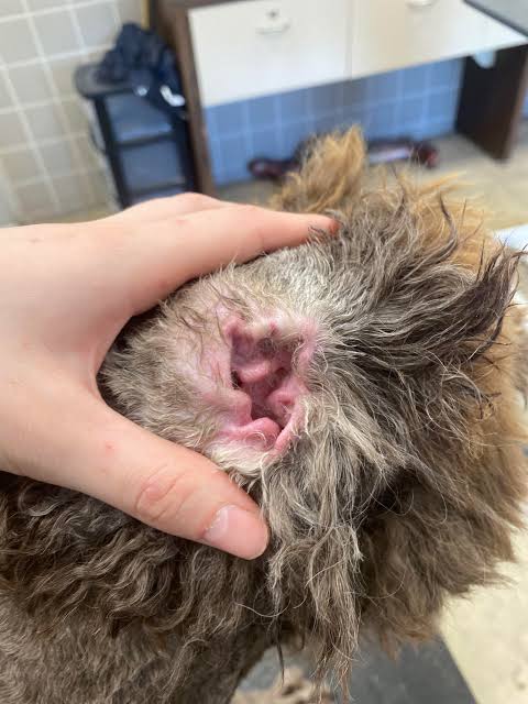 Ear Pluck (on approval from Vet)
