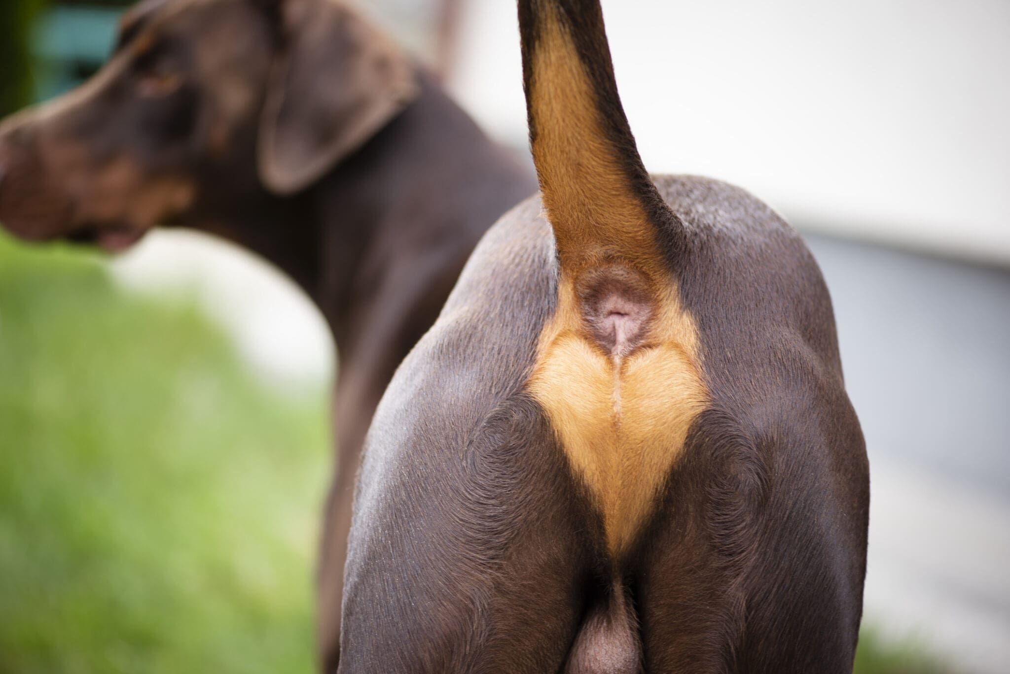 ADD ON - Anal Glands Expression (On approval from Vet)