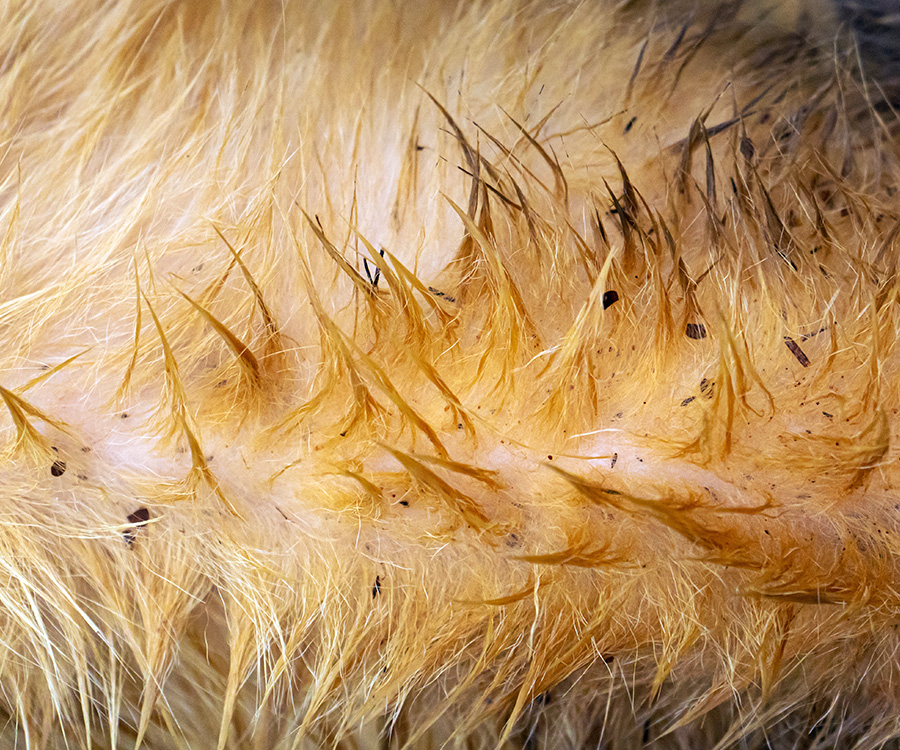 ADD ON - Flea Shampoo (SEE MORE INFO)