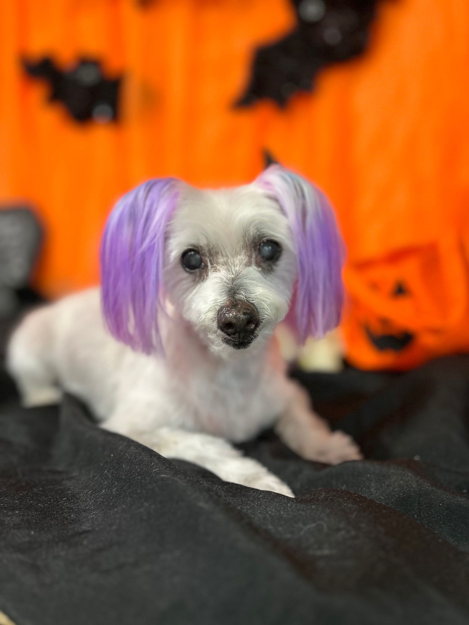 ADD ON - Permanent Colour (Tail and Ears)