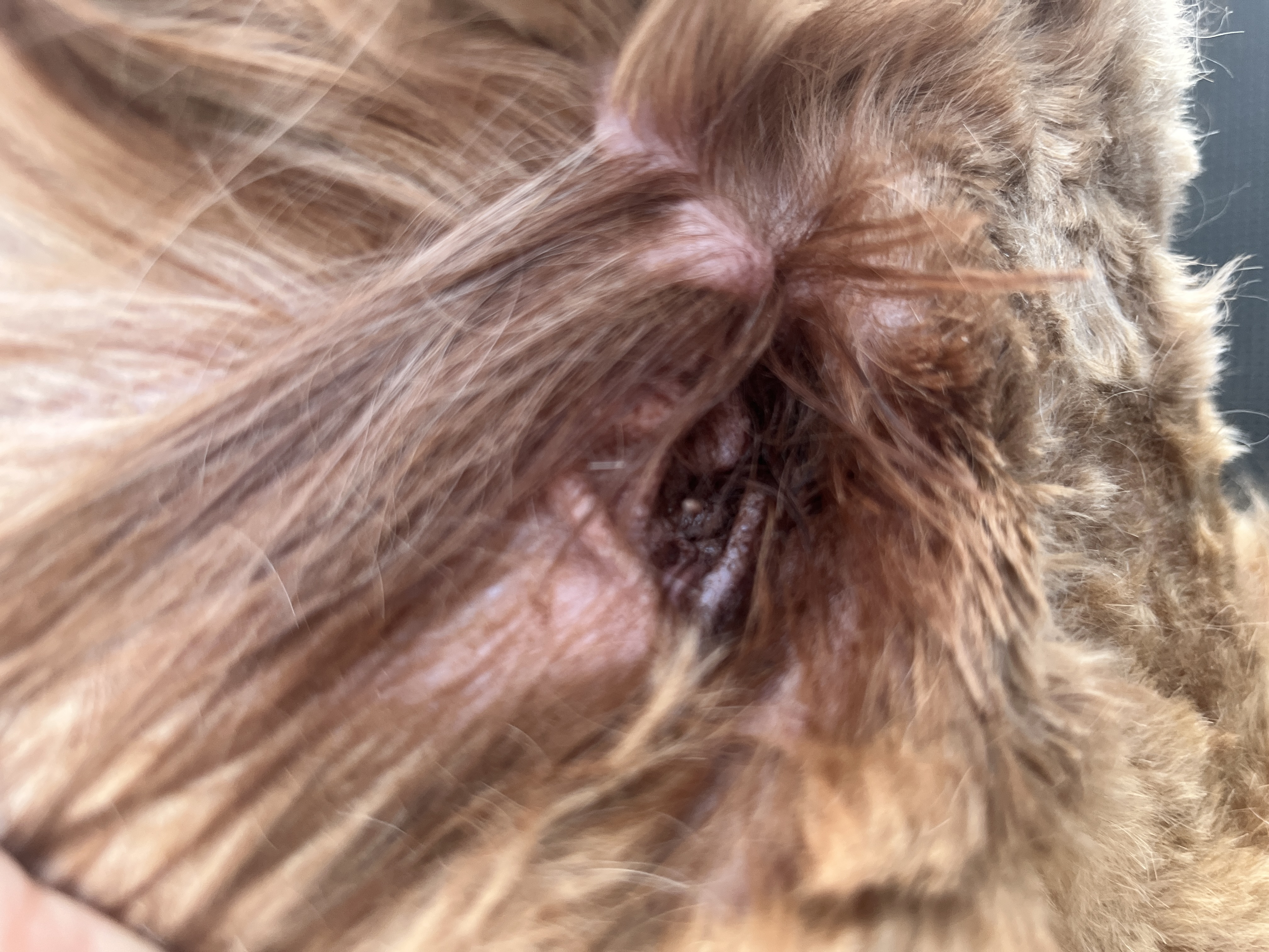 Ear Plucking