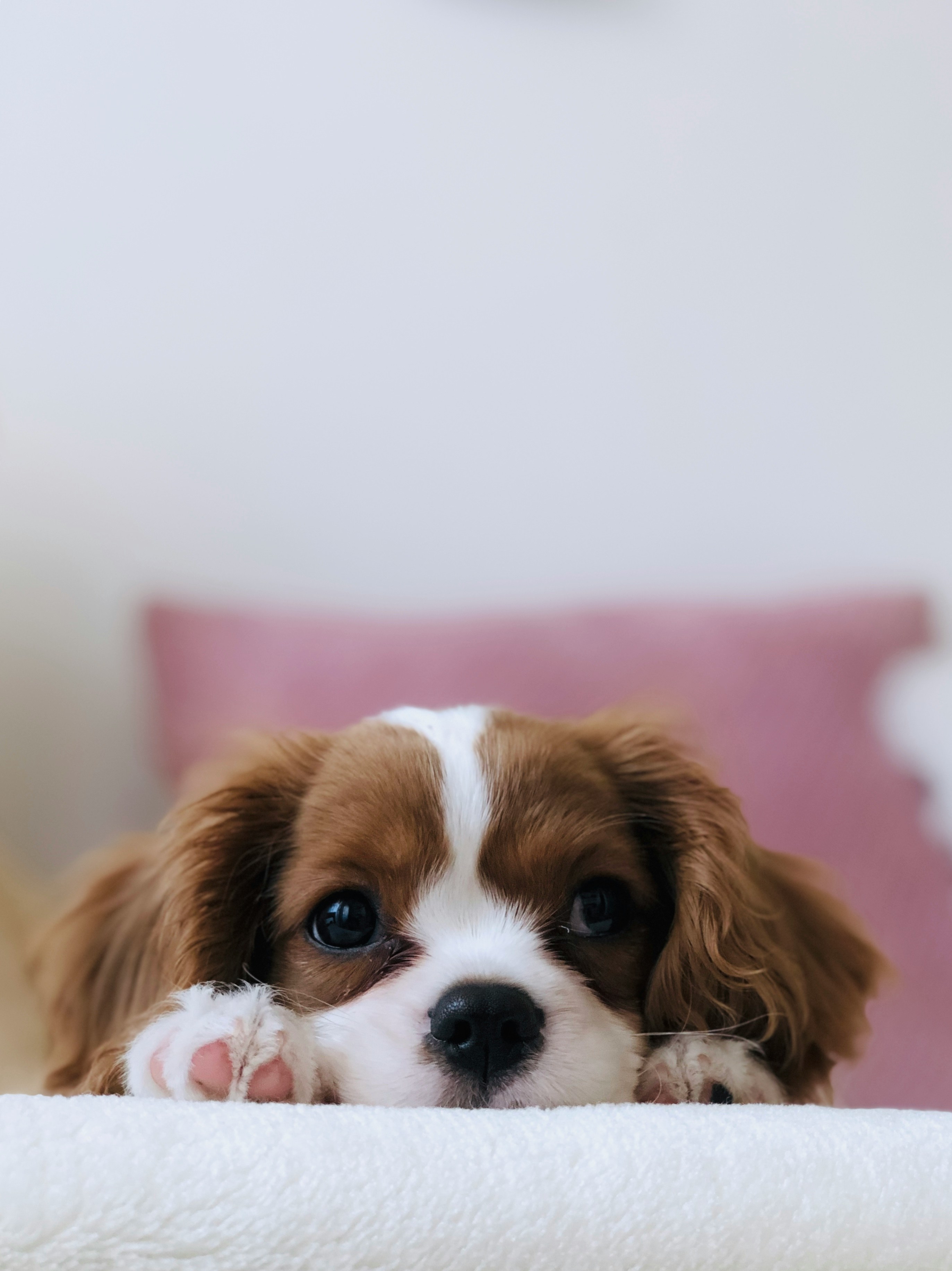 Puppy’s 1st Groom