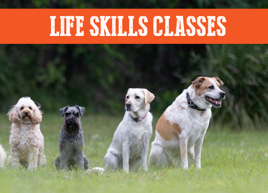 Life Skills 2 & 3 Class