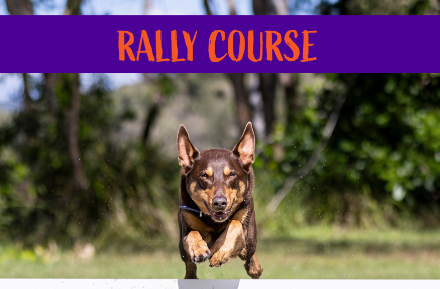 Rally - Drop In Course Work