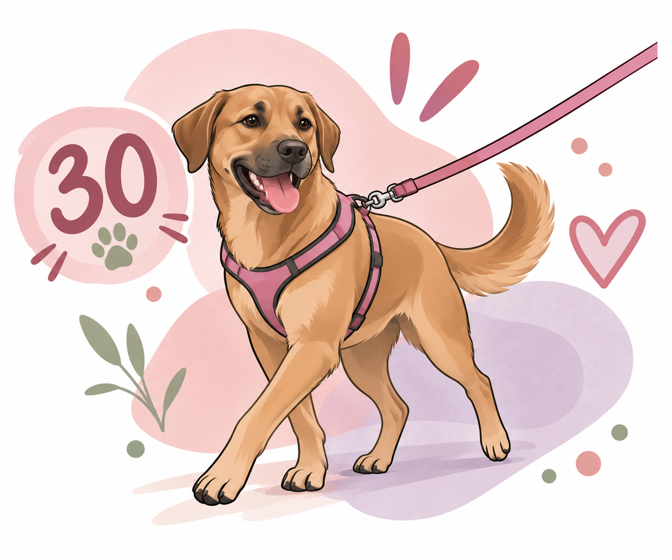 Dog Walking - 30 Minutes
