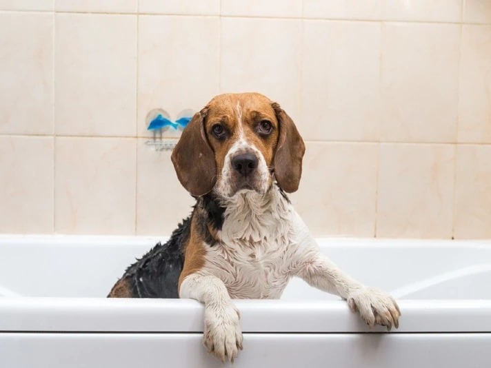 Bath & Blow-Dry: M