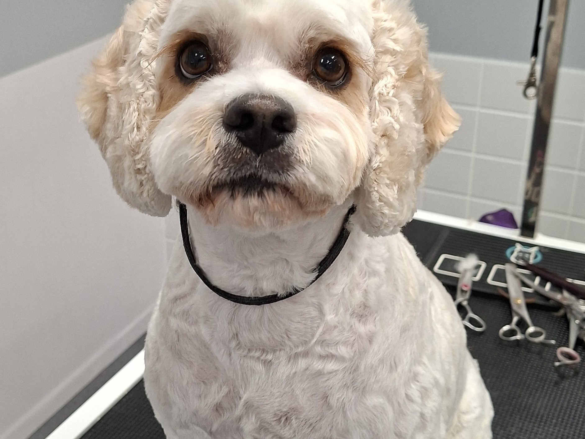 Full Groom: M