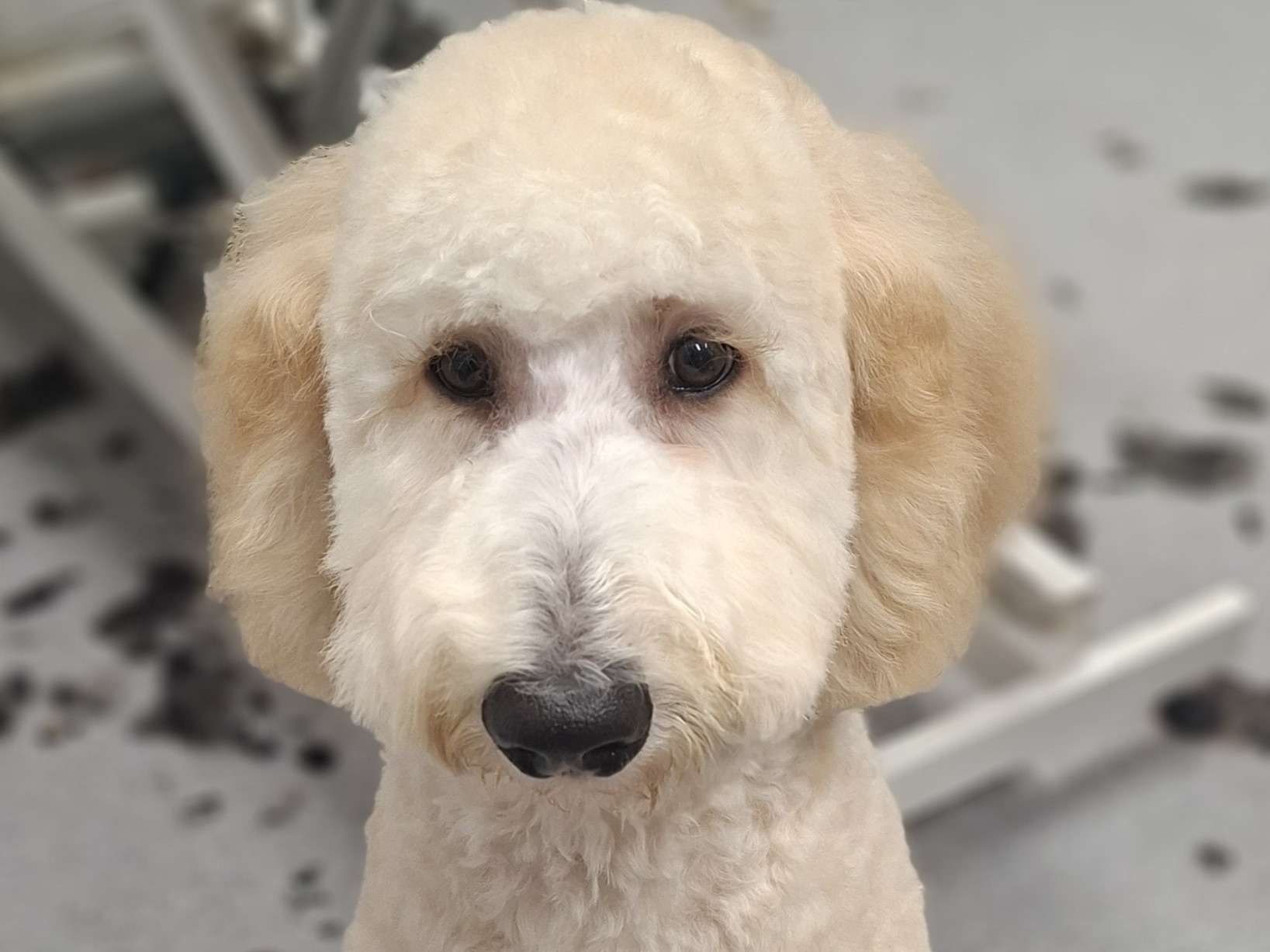Style Groom - M