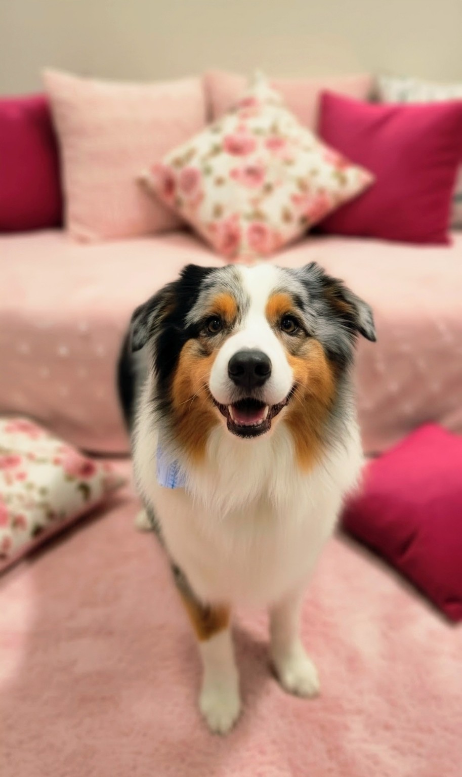 Professional De-Shedding (Dense, Fluffy and Long Hair): XS
