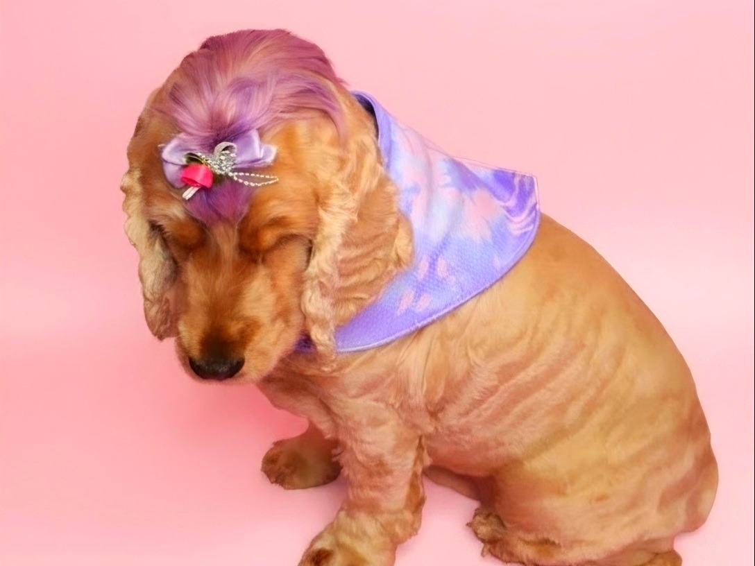 Bright and Beautiful Pet Dye - Tail or Ears