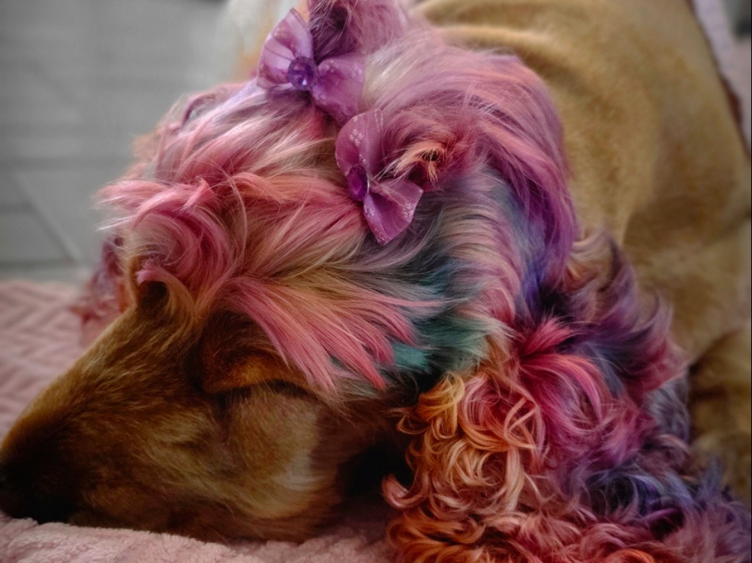 Creative Grooming - Bright and Beautiful Pet Dye ($100 per hour)