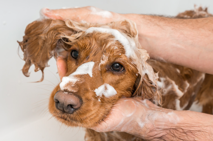 Ear Cleaning