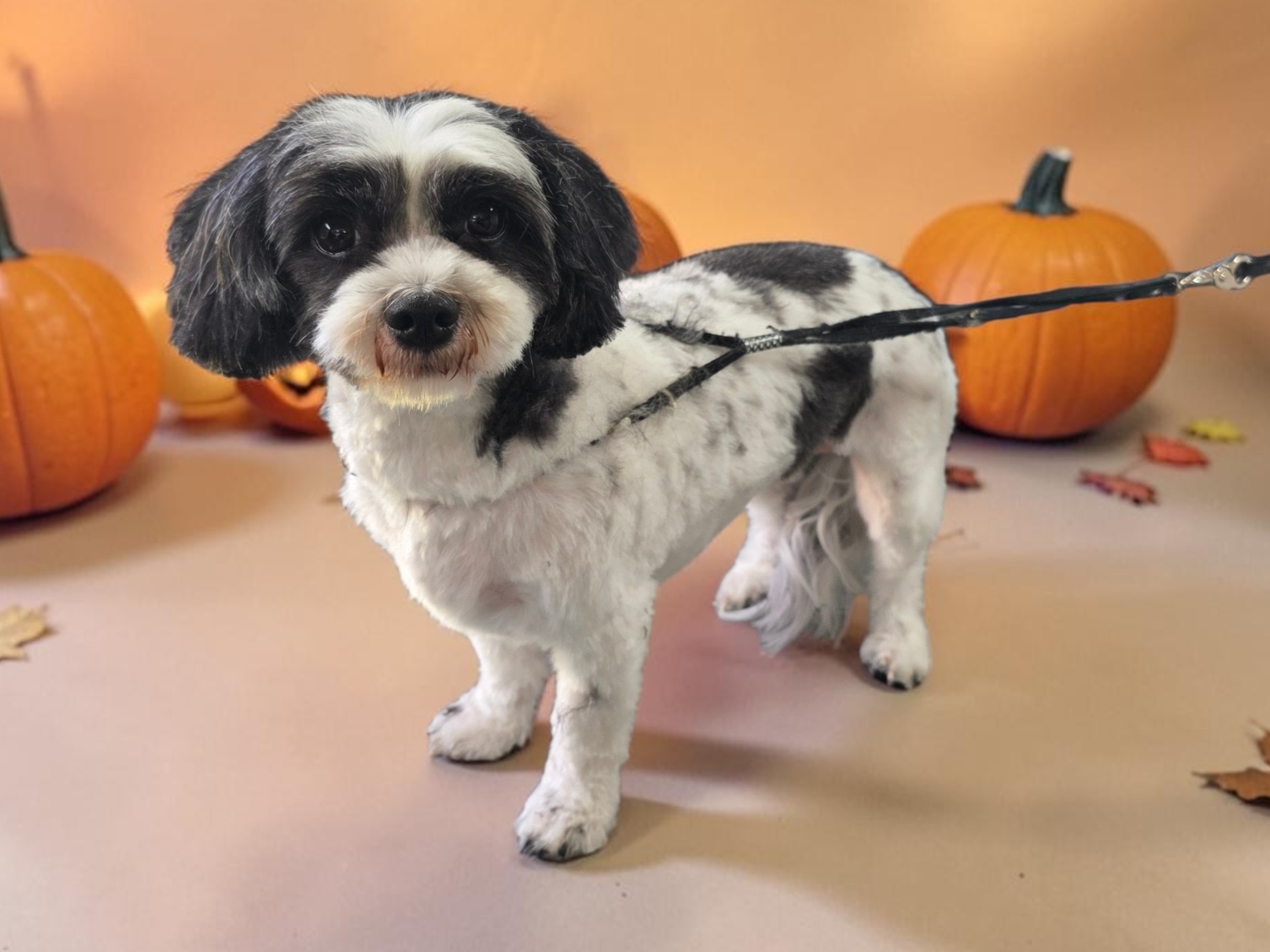 Small Full Groom - Up to 10kg