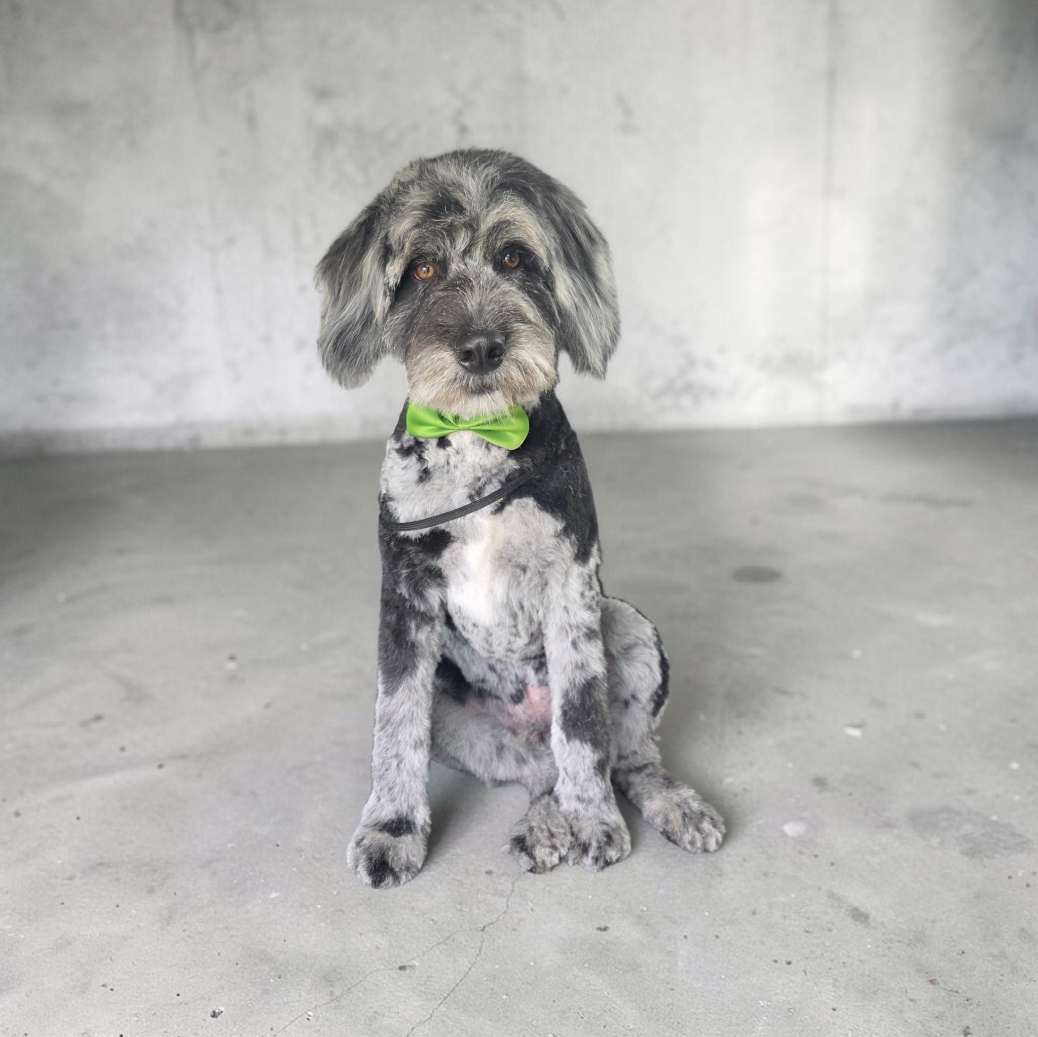 Medium Full Groom - 11 to 20 Kg