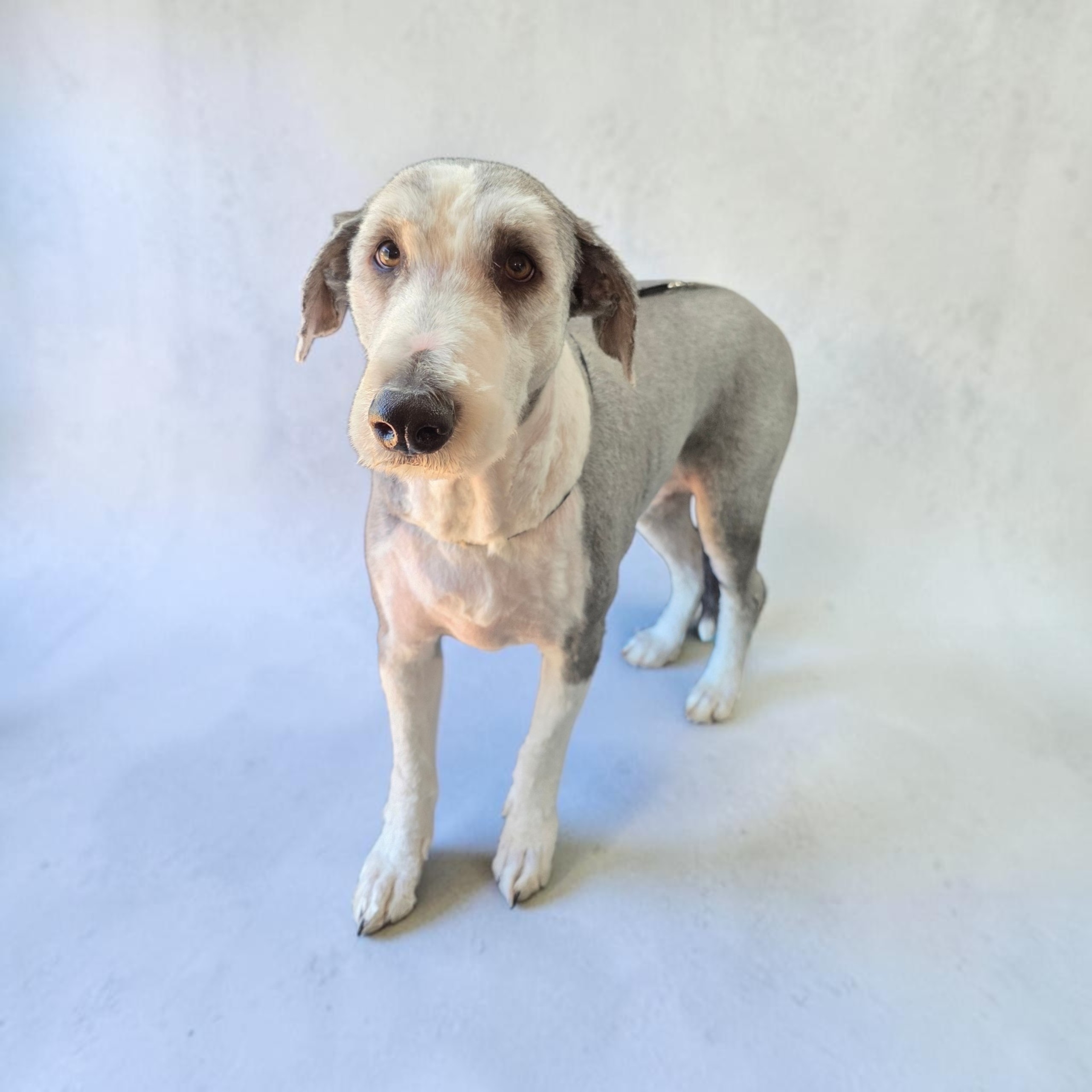 Large Full Groom - 21 to 35 Kg