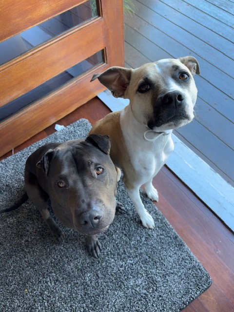 Focus First (2 doggos)