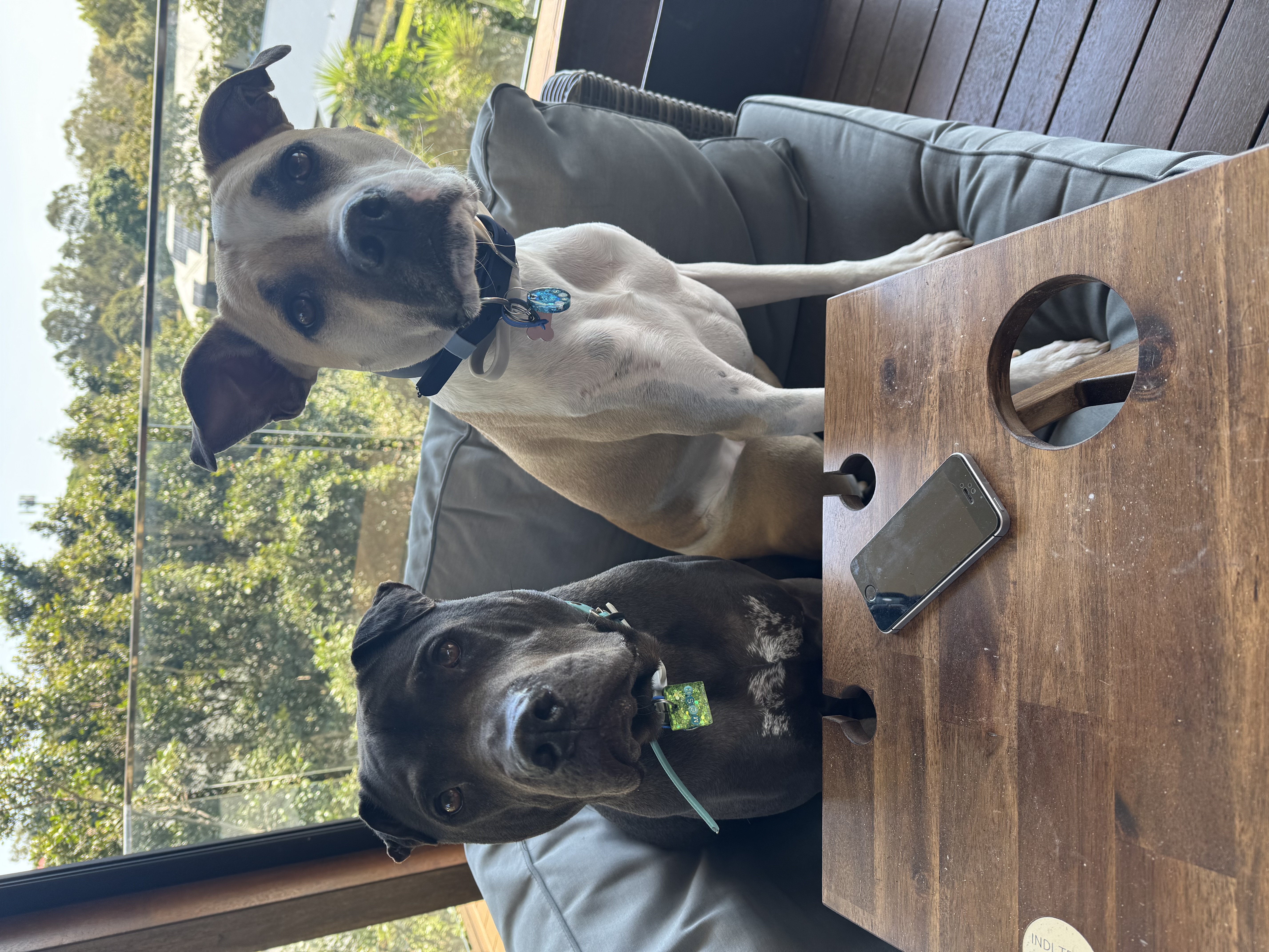 Fetch & Focus pet services