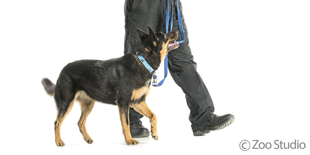 Home check ins 30mins (1-2 dogs max)
