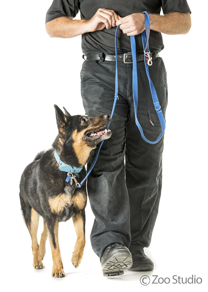 30min walk (1-2 dogs max)