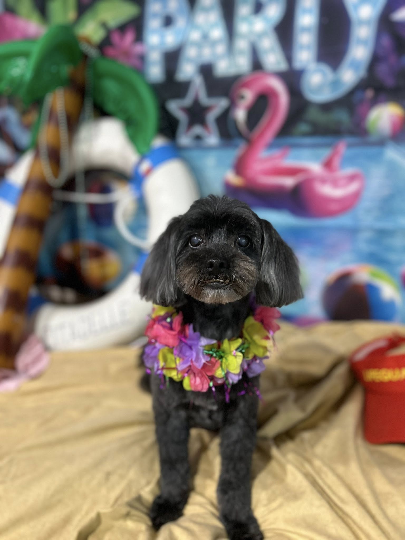Basic Full Groom - Small (less than 7kg)