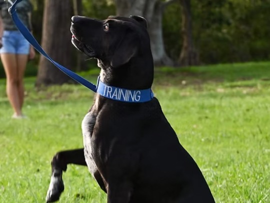 Tricky Dog Training - photo 1
